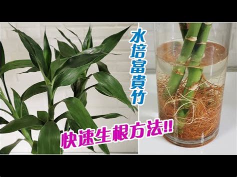 水種萬年青風水|萬年青有6種，你知道嗎？快來看看你家屬於哪種